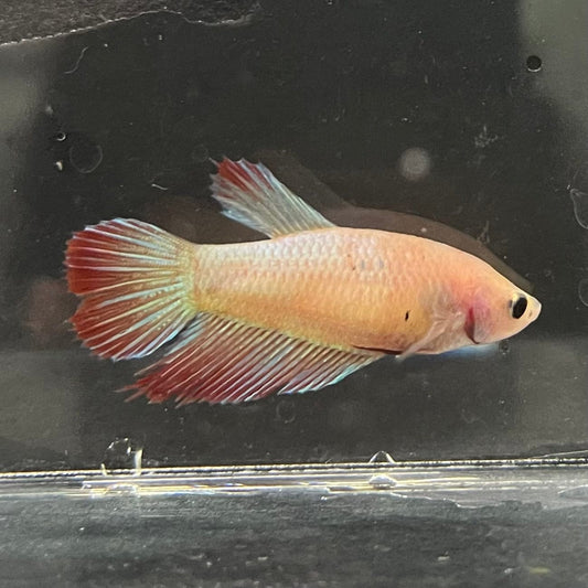 the-fish-farm Female Betta Female Betta - One Only - D Choose your own Female Betta at The Fish Farm Australia