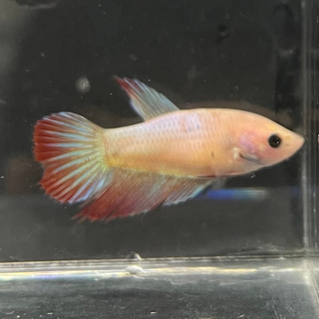 the-fish-farm Female Betta Female Betta - One Only - D Choose your own Female Betta at The Fish Farm Australia