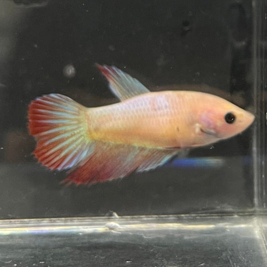 the-fish-farm Female Betta Female Betta - One Only - D Choose your own Female Betta at The Fish Farm Australia