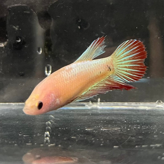 the-fish-farm Female Betta Female Betta - One Only - D Choose your own Female Betta at The Fish Farm Australia