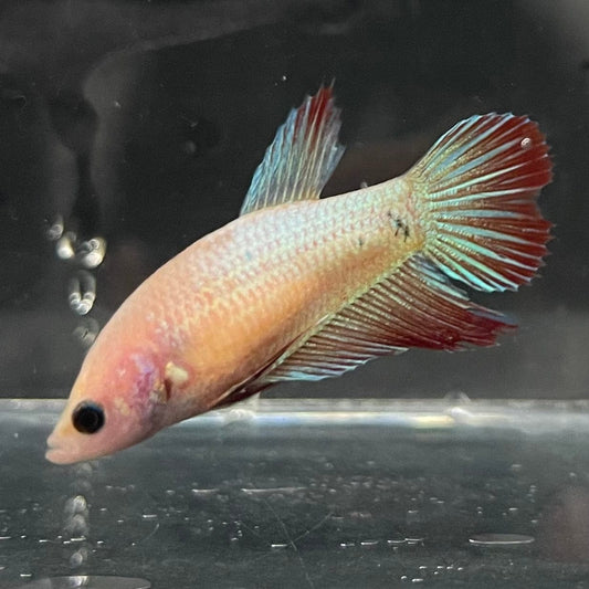 the-fish-farm Female Betta Female Betta - One Only - D Choose your own Female Betta at The Fish Farm Australia