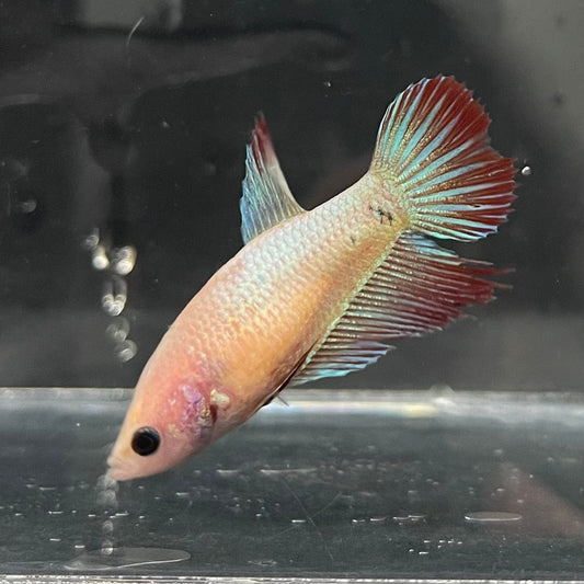 the-fish-farm Female Betta Female Betta - One Only - D Choose your own Female Betta at The Fish Farm Australia