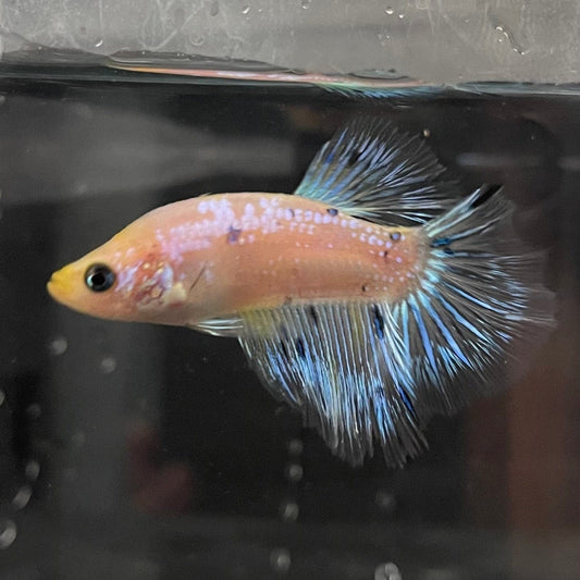 the-fish-farm Female Betta Female Betta - One Only - D Choose your own Female Betta at The Fish Farm Australia