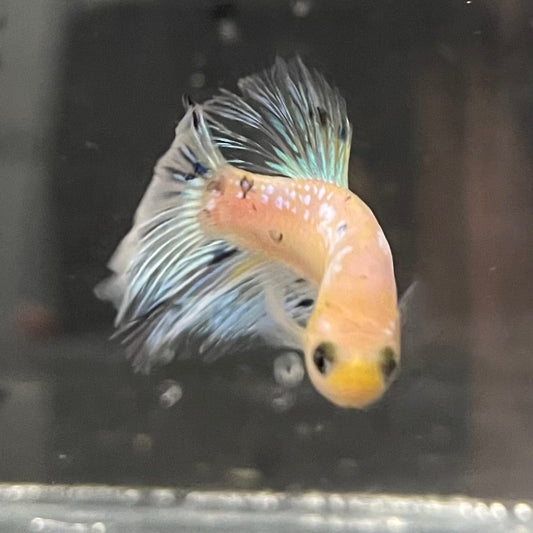the-fish-farm Female Betta Female Betta - One Only - D Choose your own Female Betta at The Fish Farm Australia