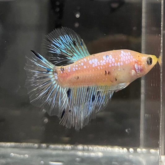 the-fish-farm Female Betta Female Betta - One Only - D Choose your own Female Betta at The Fish Farm Australia