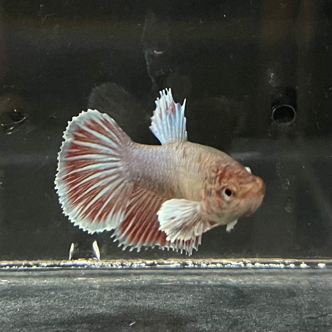 the-fish-farm Female Betta Female Betta - One Only - D Choose your own Female Betta at The Fish Farm Australia