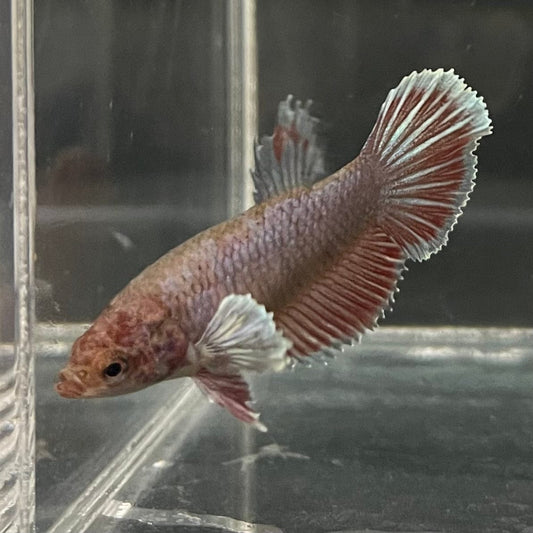 the-fish-farm Female Betta Female Betta - One Only - D Choose your own Female Betta at The Fish Farm Australia
