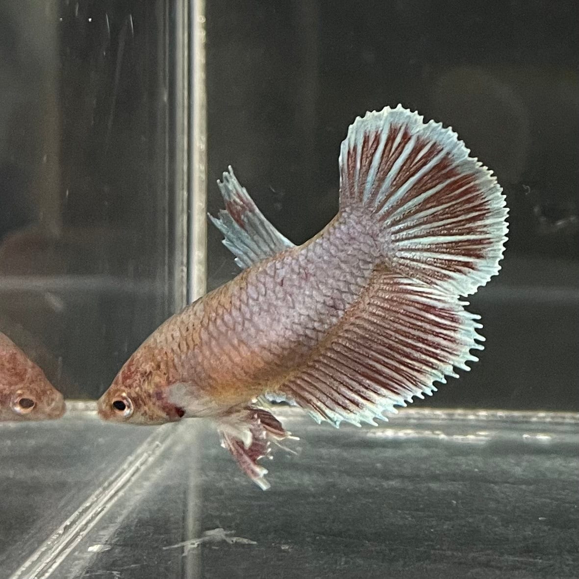 the-fish-farm Female Betta Female Betta - One Only - D Choose your own Female Betta at The Fish Farm Australia