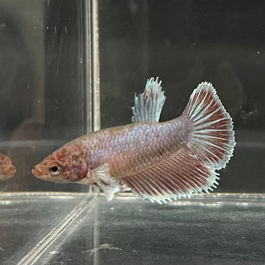 the-fish-farm Female Betta Female Betta - One Only - D Choose your own Female Betta at The Fish Farm Australia