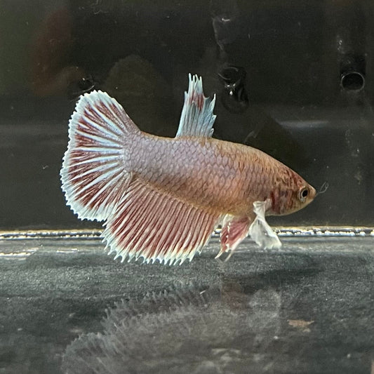 the-fish-farm Female Betta Female Betta - One Only - D Choose your own Female Betta at The Fish Farm Australia