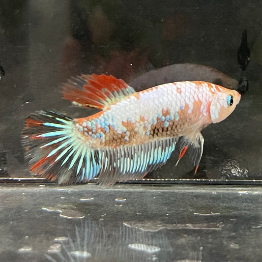 the-fish-farm Female Betta Female Betta - One Only - D Choose your own Female Betta at The Fish Farm Australia