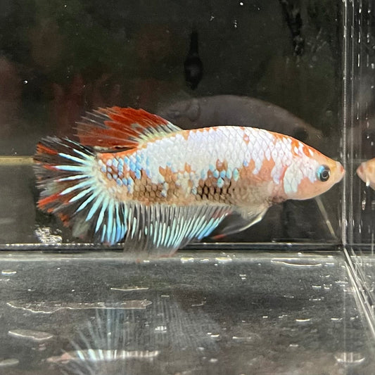 the-fish-farm Female Betta Female Betta - One Only - D Choose your own Female Betta at The Fish Farm Australia