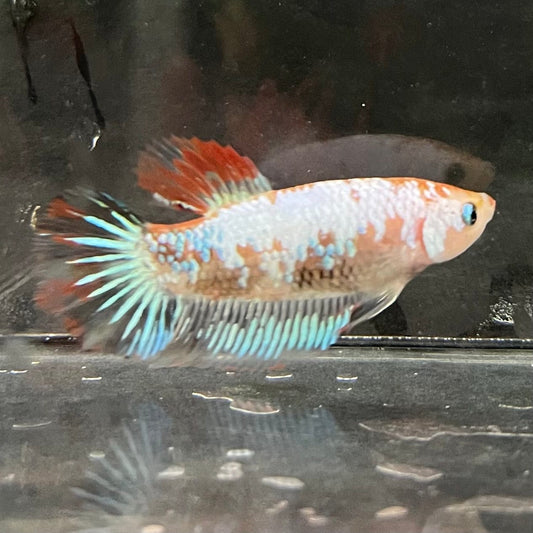 the-fish-farm Female Betta Female Betta - One Only - D Choose your own Female Betta at The Fish Farm Australia