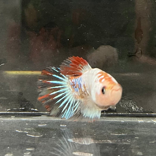 the-fish-farm Female Betta Female Betta - One Only - D Choose your own Female Betta at The Fish Farm Australia