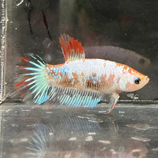 the-fish-farm Female Betta Female Betta - One Only - D Choose your own Female Betta at The Fish Farm Australia
