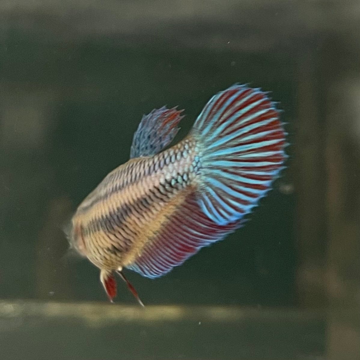 the-fish-farm Female Betta Female Betta - One Only - D Choose your own Female Betta at The Fish Farm Australia