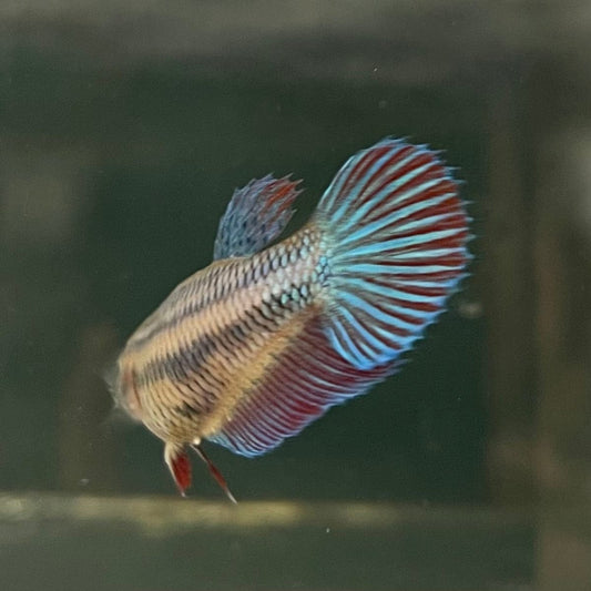 the-fish-farm Female Betta Female Betta - One Only - D Choose your own Female Betta at The Fish Farm Australia