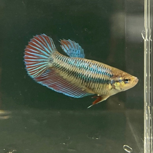 the-fish-farm Female Betta Female Betta - One Only - D Choose your own Female Betta at The Fish Farm Australia