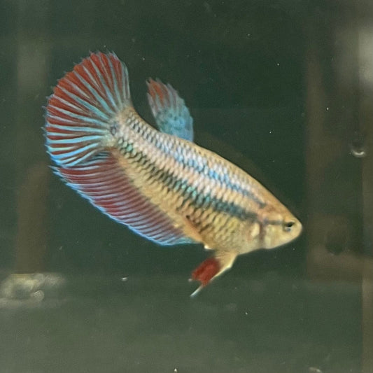 the-fish-farm Female Betta Female Betta - One Only - D Choose your own Female Betta at The Fish Farm Australia