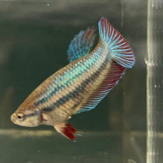 the-fish-farm Female Betta Female Betta - One Only - D Choose your own Female Betta at The Fish Farm Australia