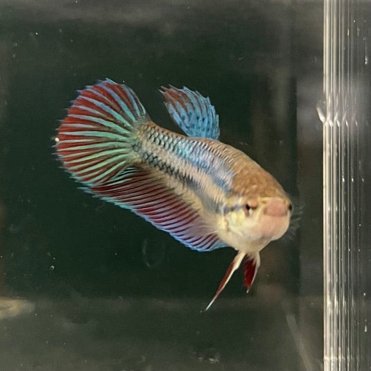 the-fish-farm Female Betta Female Betta - One Only - D Choose your own Female Betta at The Fish Farm Australia