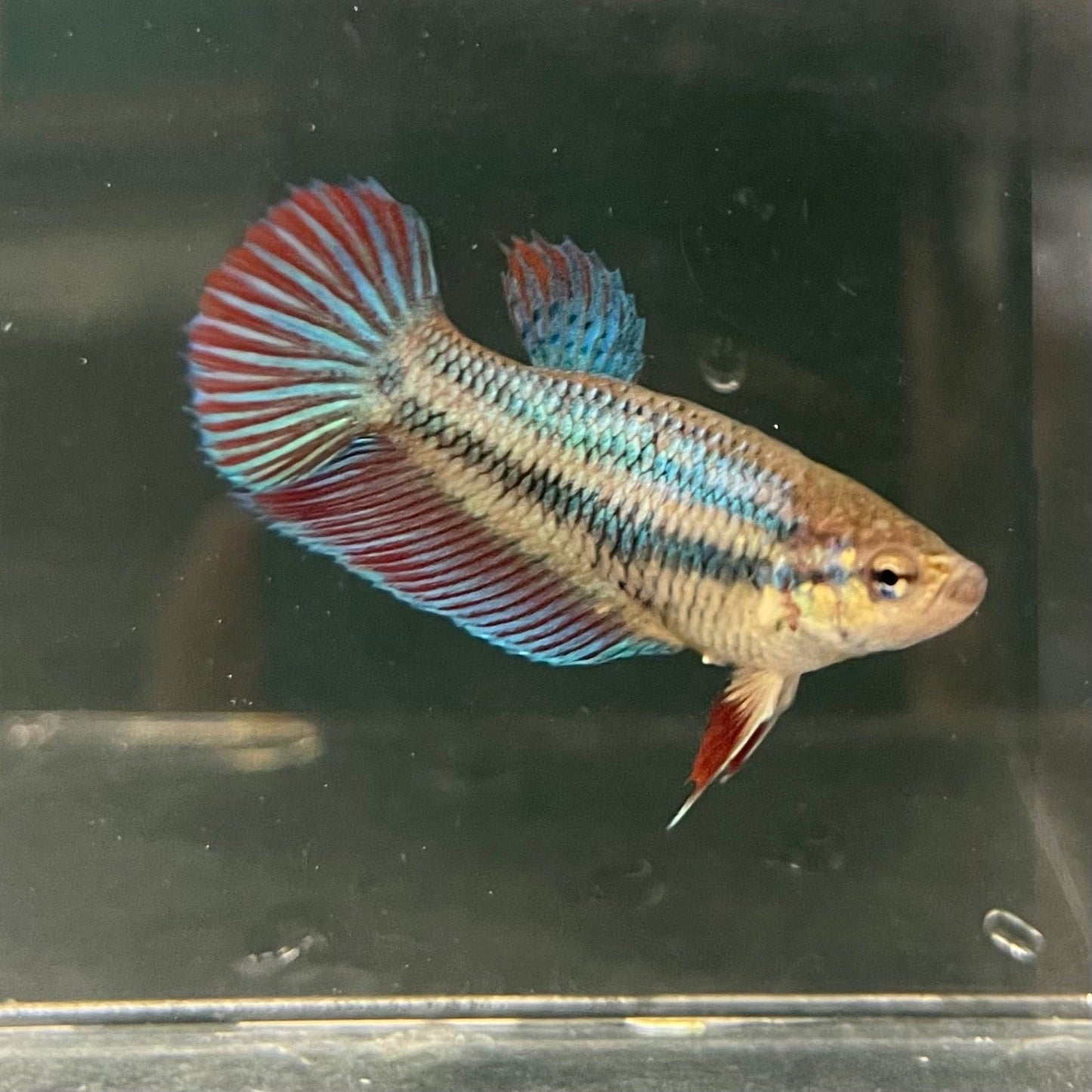 the-fish-farm Female Betta Female Betta - One Only - D Choose your own Female Betta at The Fish Farm Australia