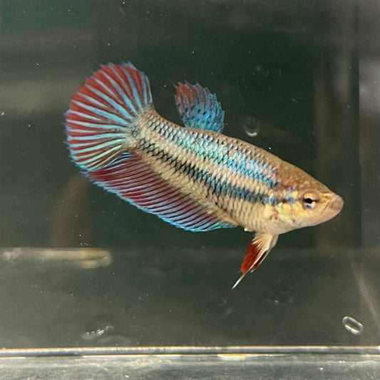 the-fish-farm Female Betta Female Betta - One Only - D Choose your own Female Betta at The Fish Farm Australia
