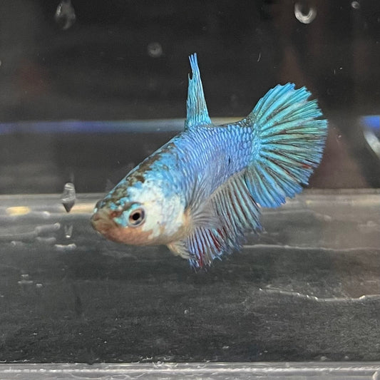 the-fish-farm Female Betta Female Betta - One Only - D Choose your own Female Betta at The Fish Farm Australia