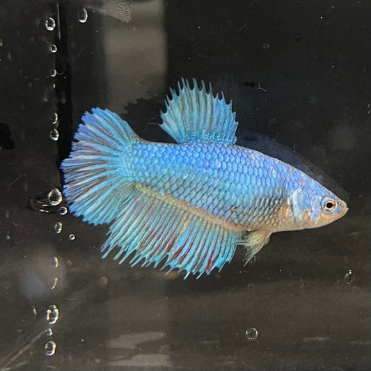 the-fish-farm Female Betta Female Betta - One Only - D Choose your own Female Betta at The Fish Farm Australia