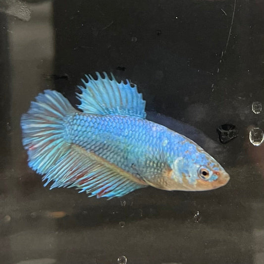 the-fish-farm Female Betta Female Betta - One Only - D Choose your own Female Betta at The Fish Farm Australia