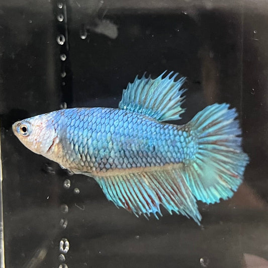 the-fish-farm Female Betta Female Betta - One Only - D Choose your own Female Betta at The Fish Farm Australia