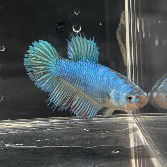 the-fish-farm Female Betta Female Betta - One Only - D Choose your own Female Betta at The Fish Farm Australia