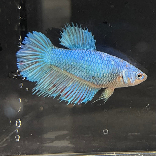 the-fish-farm Female Betta Female Betta - One Only - D Choose your own Female Betta at The Fish Farm Australia