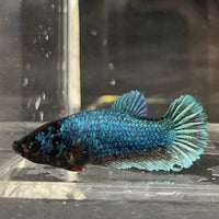 the-fish-farm Female Betta Female Betta - One Only - D Choose your own Female Betta at The Fish Farm Australia