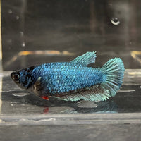 the-fish-farm Female Betta Female Betta - One Only - D Choose your own Female Betta at The Fish Farm Australia