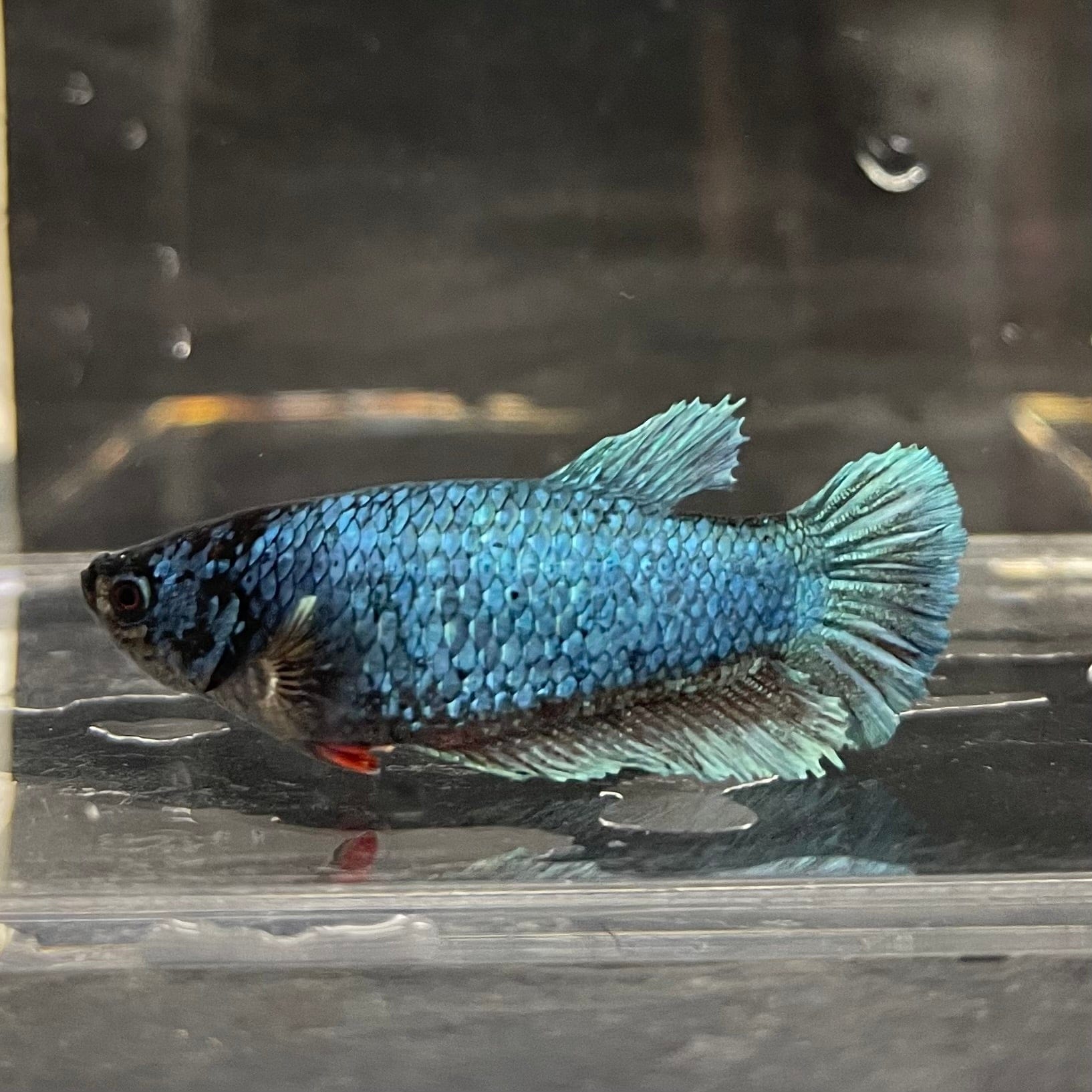 the-fish-farm Female Betta Female Betta - One Only - D Choose your own Female Betta at The Fish Farm Australia