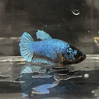 the-fish-farm Female Betta Female Betta - One Only - D Choose your own Female Betta at The Fish Farm Australia