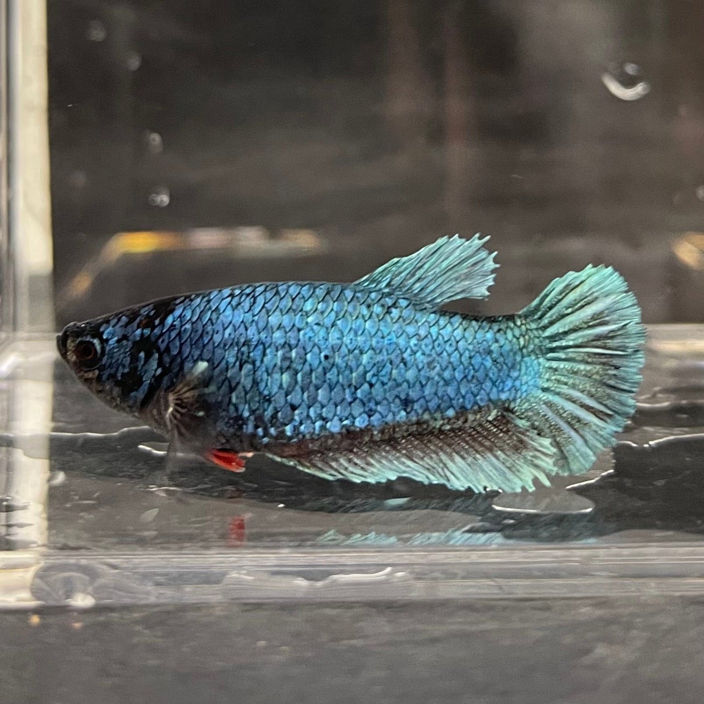 the-fish-farm Female Betta Female Betta - One Only - D Choose your own Female Betta at The Fish Farm Australia