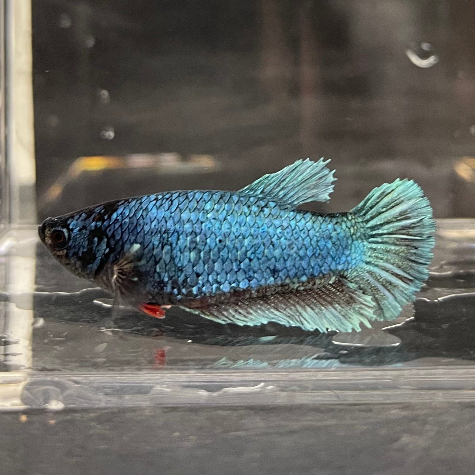 the-fish-farm Female Betta Female Betta - One Only - D Choose your own Female Betta at The Fish Farm Australia