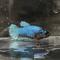 the-fish-farm Female Betta Female Betta - One Only - D Choose your own Female Betta at The Fish Farm Australia