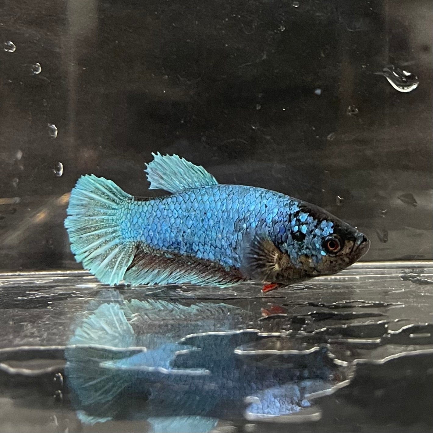 the-fish-farm Female Betta Female Betta - One Only - D Choose your own Female Betta at The Fish Farm Australia