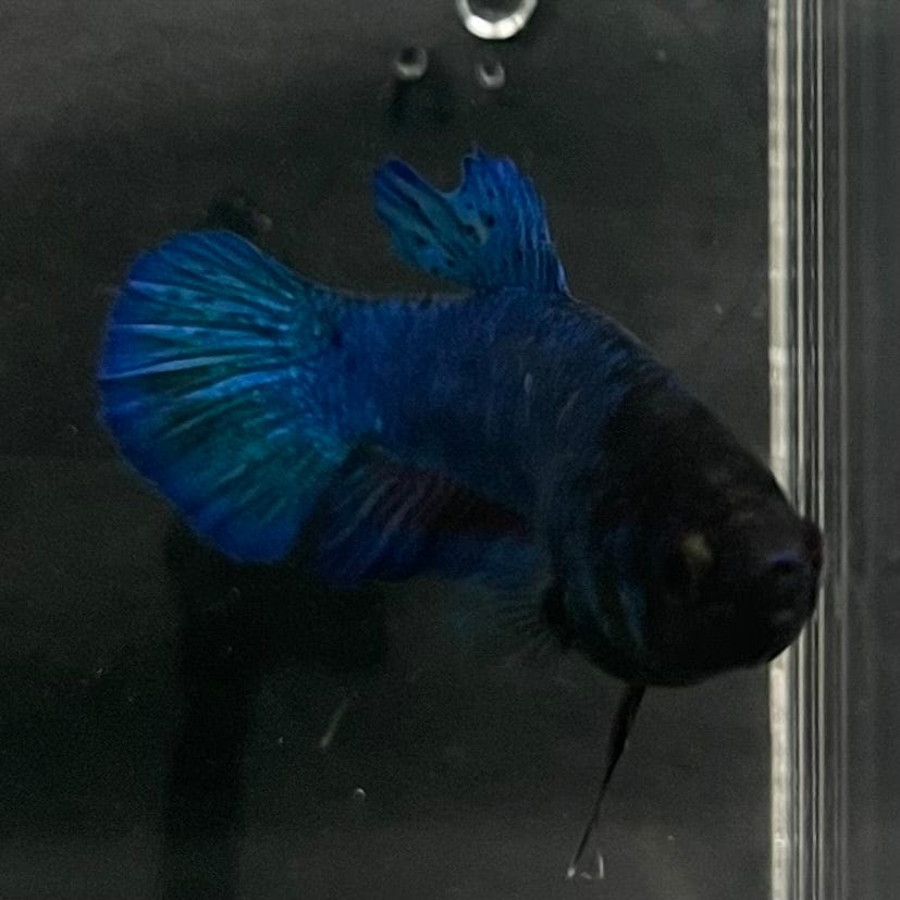 the-fish-farm Female Betta Female Betta - One Only - D Choose your own Female Betta at The Fish Farm Australia