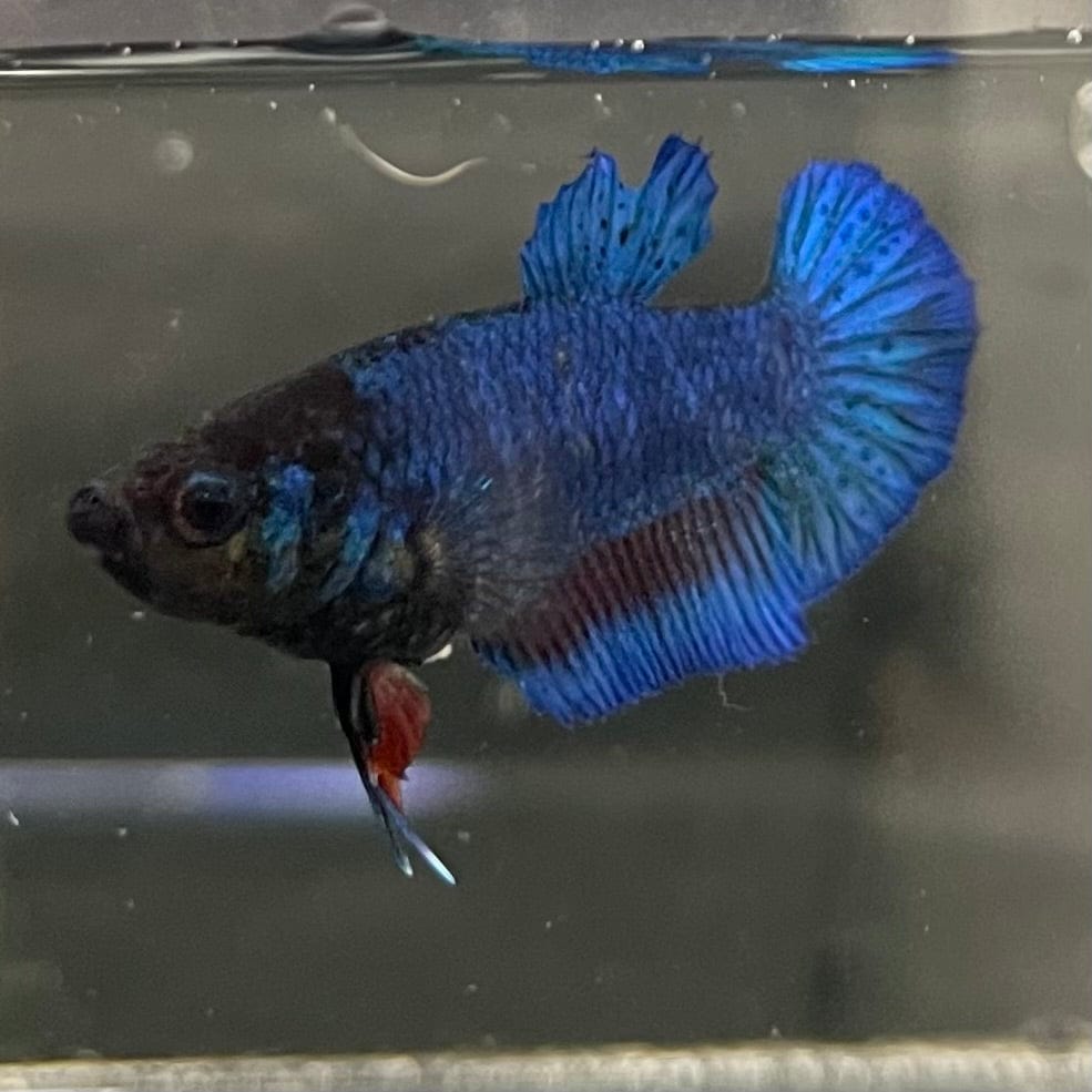 the-fish-farm Female Betta Female Betta - One Only - D Choose your own Female Betta at The Fish Farm Australia