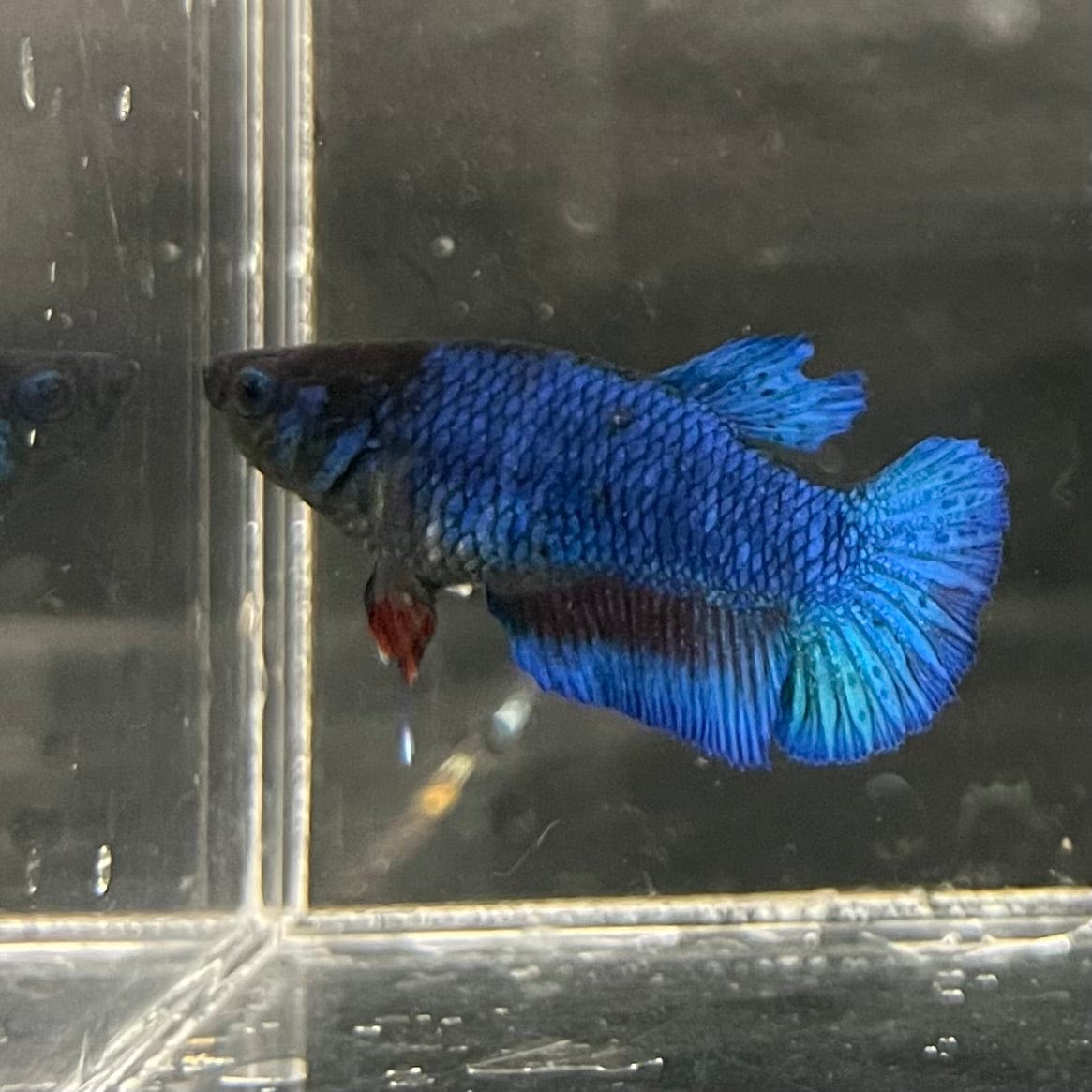 the-fish-farm Female Betta Female Betta - One Only - D Choose your own Female Betta at The Fish Farm Australia