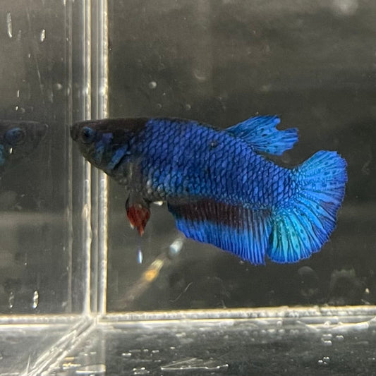 the-fish-farm Female Betta Female Betta - One Only - D Choose your own Female Betta at The Fish Farm Australia