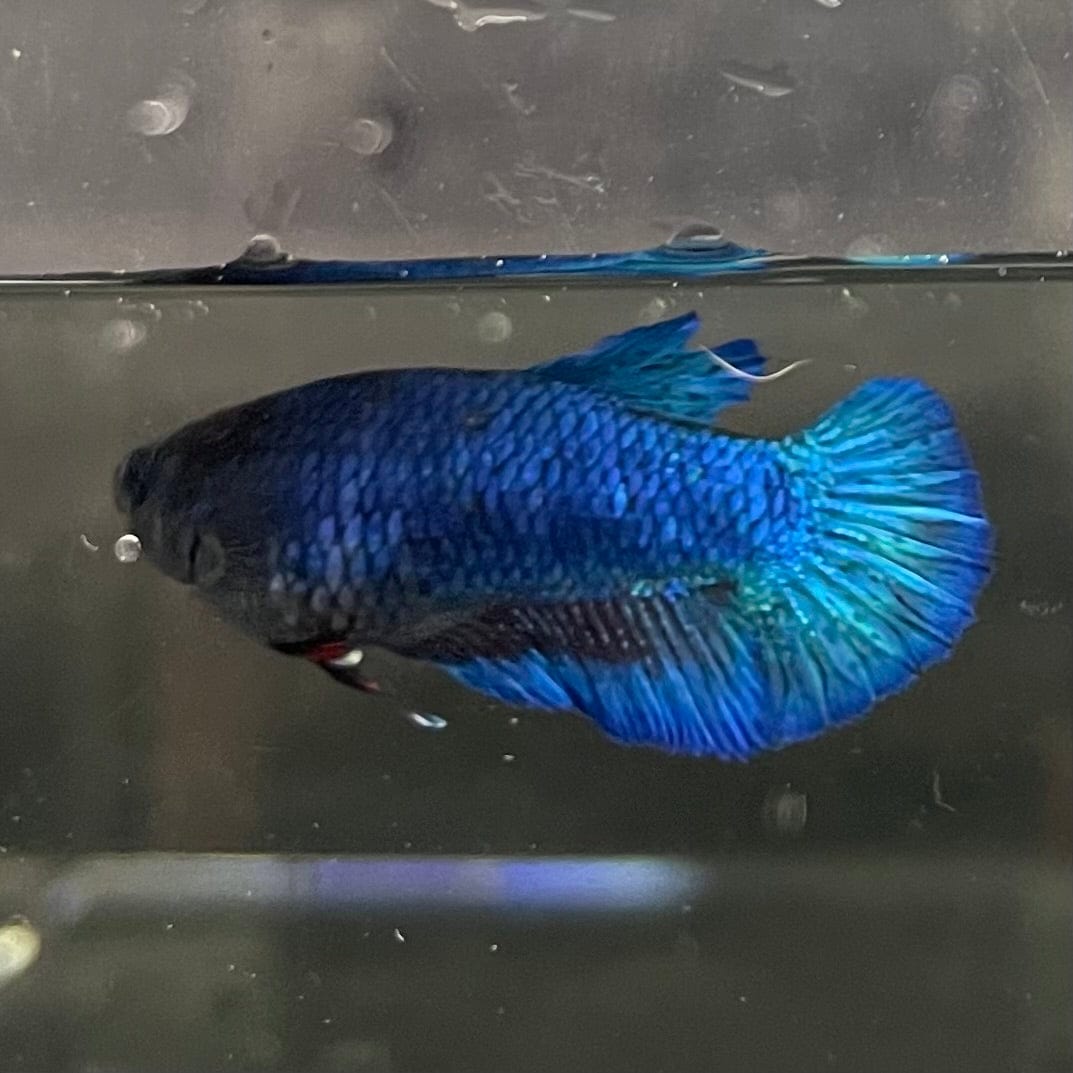 the-fish-farm Female Betta Female Betta - One Only - D Choose your own Female Betta at The Fish Farm Australia