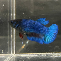 the-fish-farm Female Betta Female Betta - One Only - D Choose your own Female Betta at The Fish Farm Australia