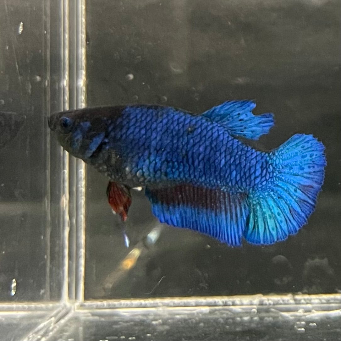 the-fish-farm Female Betta Female Betta - One Only - D Choose your own Female Betta at The Fish Farm Australia