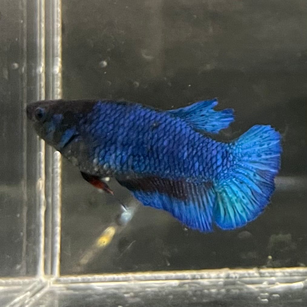 the-fish-farm Female Betta Female Betta - One Only - D Choose your own Female Betta at The Fish Farm Australia