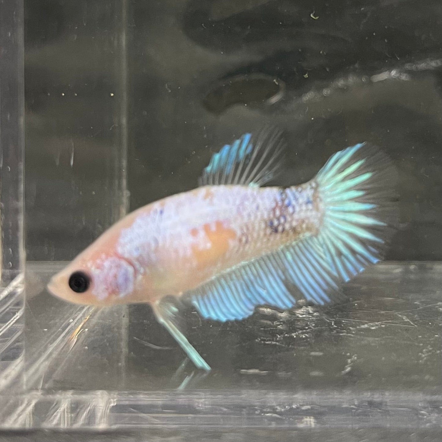 the-fish-farm Female Betta Female Betta - One Only - D Choose your own Female Betta at The Fish Farm Australia